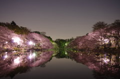 桜の中へ