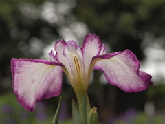 P6120562