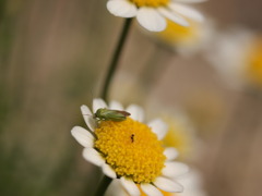 P5020461