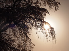 桜と夕日