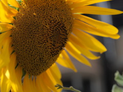 暑さに負けず元気な花