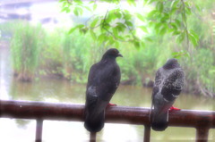 雨宿り夫婦