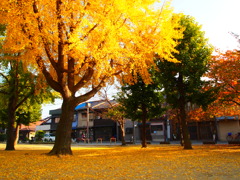 近所の公園