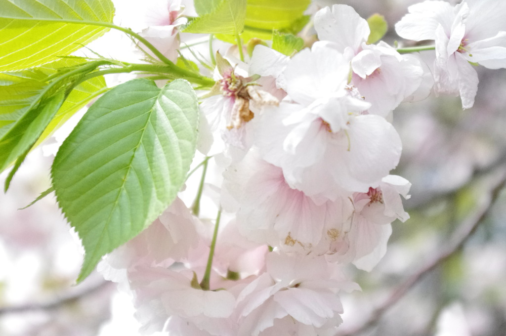 八重桜
