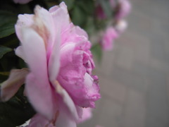 R0013389