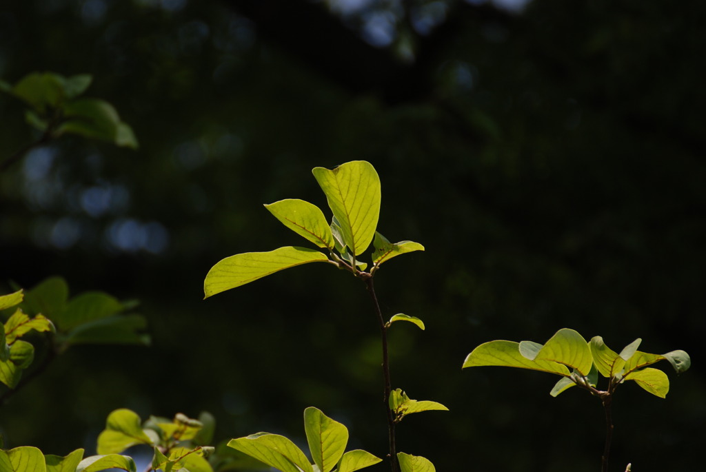 DSC_4047