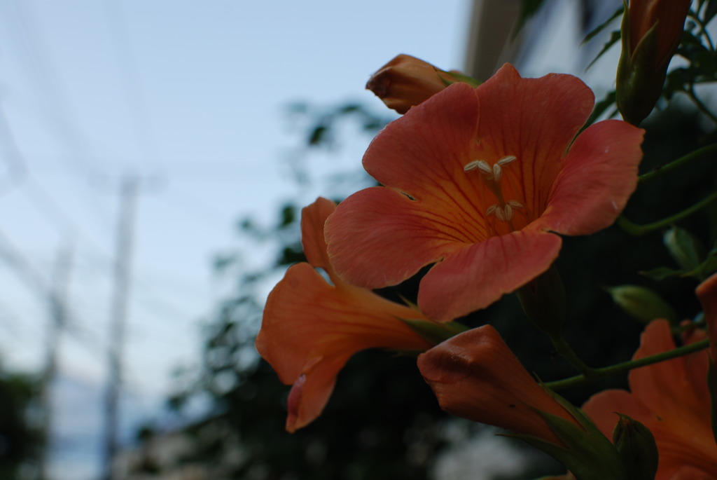 DSC_3938