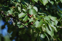 DSC_4196