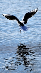 Sea gull 2