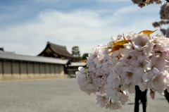 京都御所