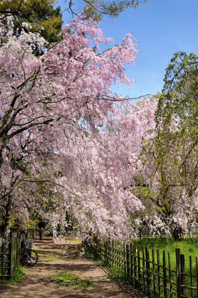 京都御苑の桜