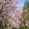 京都御苑の桜