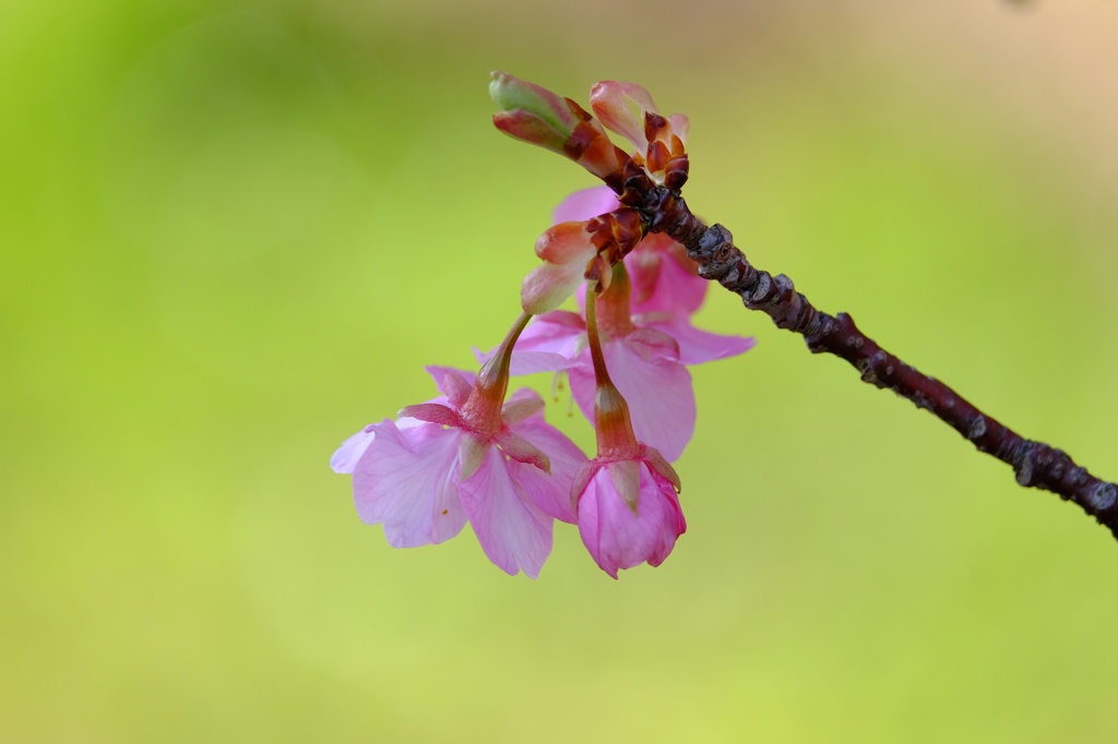 桜始めて笑う