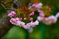 八重の桜が咲く頃に