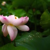 蓮・7月　その2