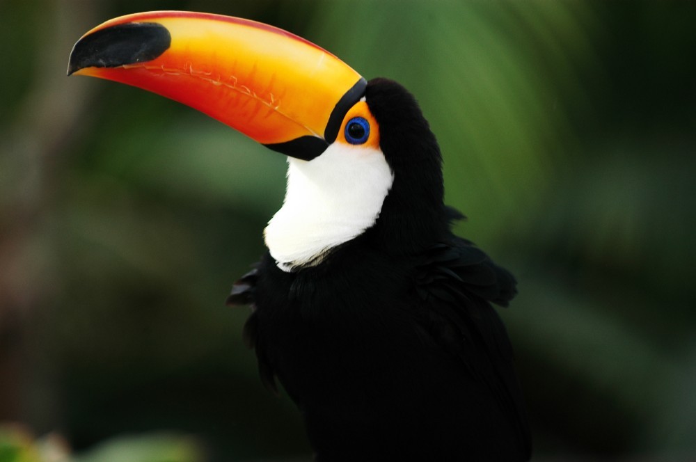 bird