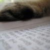 猫と新聞