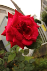 華