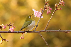 よいしょ・・