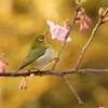 よいしょ・・