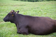 北海道の牛さん