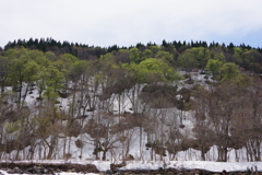 鳥海山の春
