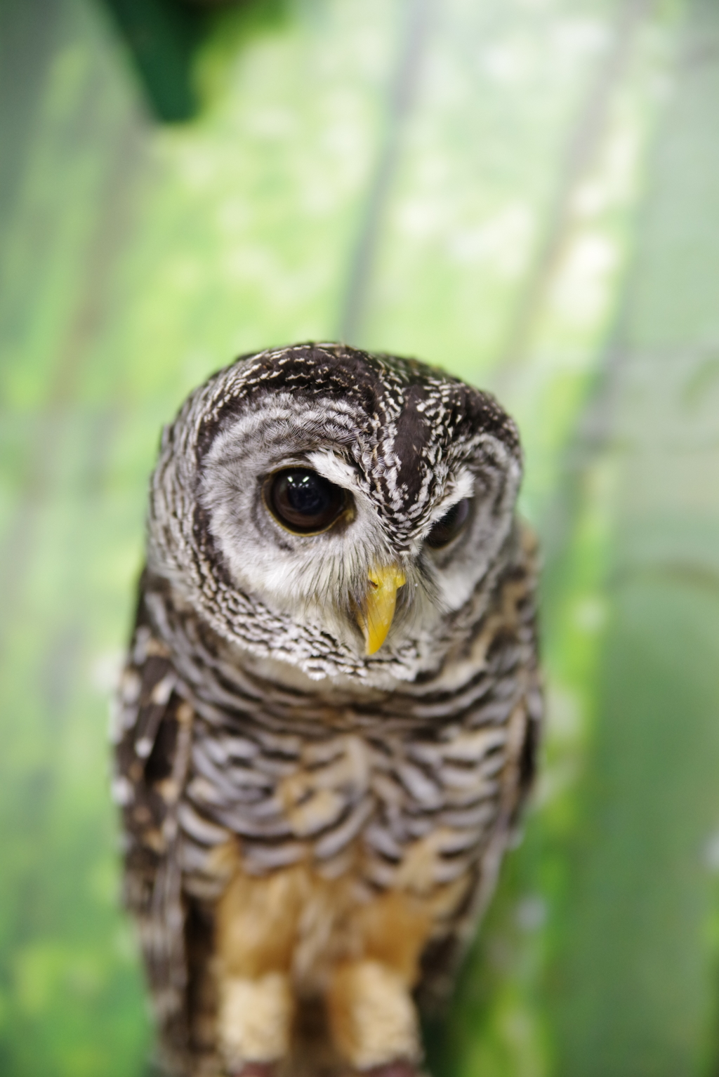 アカアシモリフクロウ