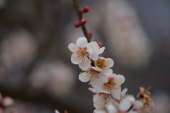 ７分咲き