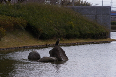 鵜