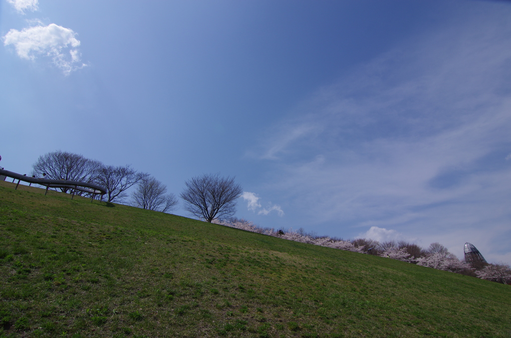 サクラ満開の公園