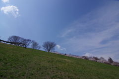 サクラ満開の公園