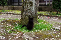 サクラのじゅうたんのクロネコ
