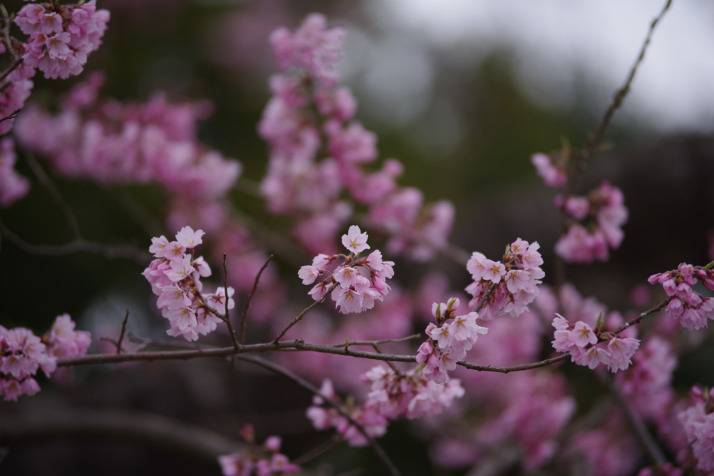 桜