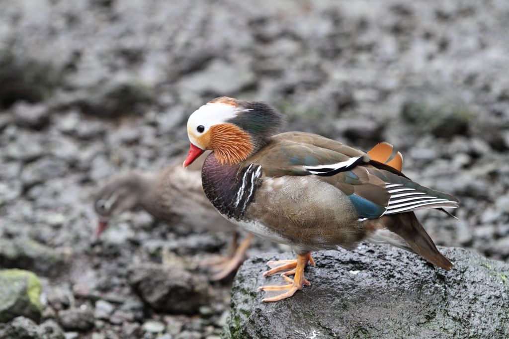 富士花鳥園