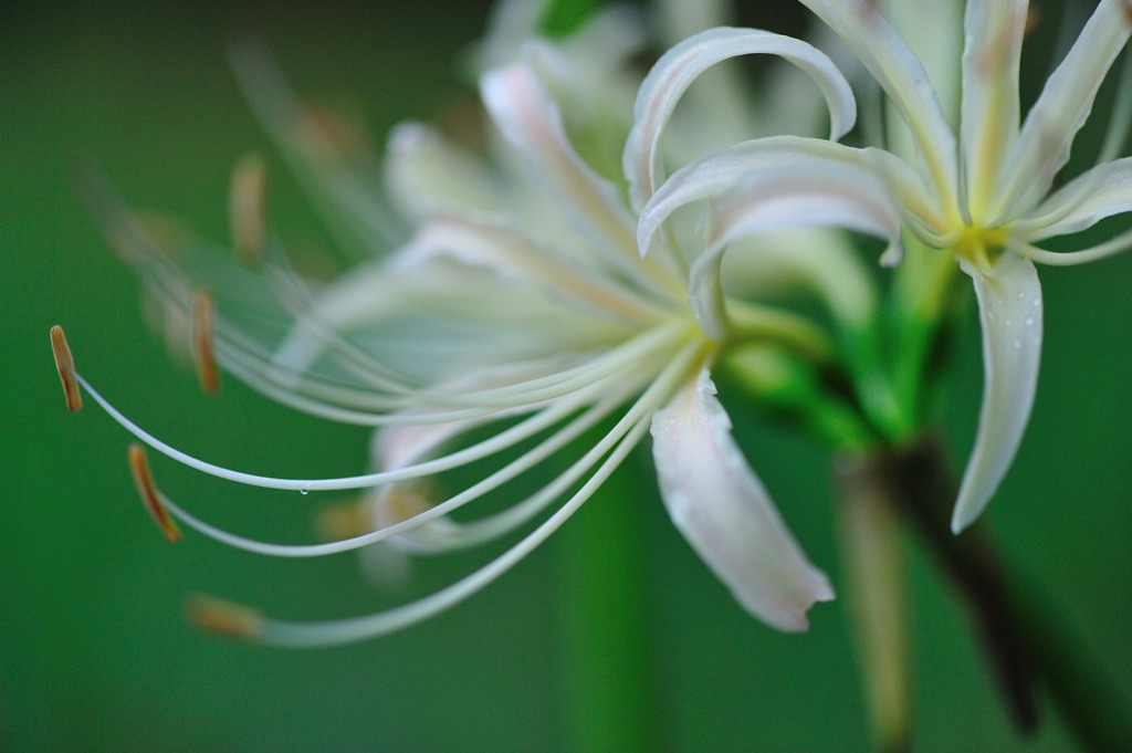 曼珠沙華 