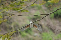 ヤマセミ飛び出し