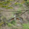 ヤマセミ飛び出し
