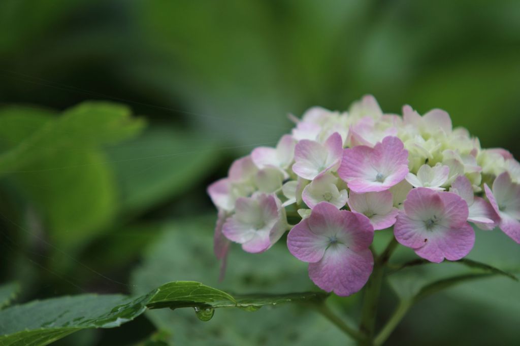 紫陽花