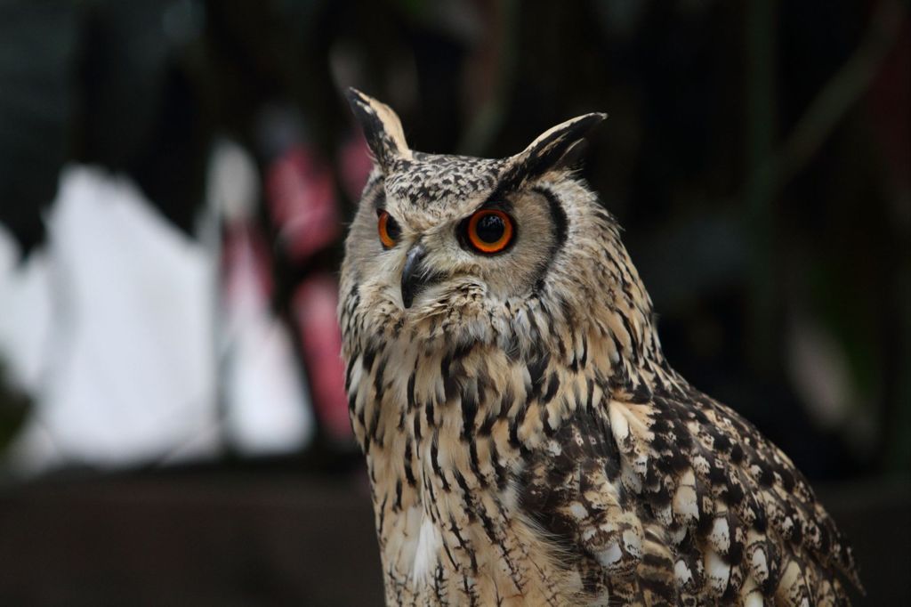 富士花鳥園