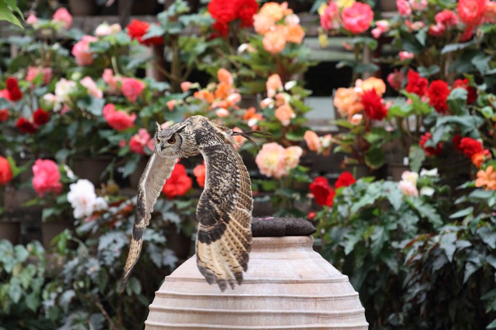 富士花鳥園