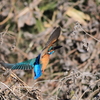 カワセミ