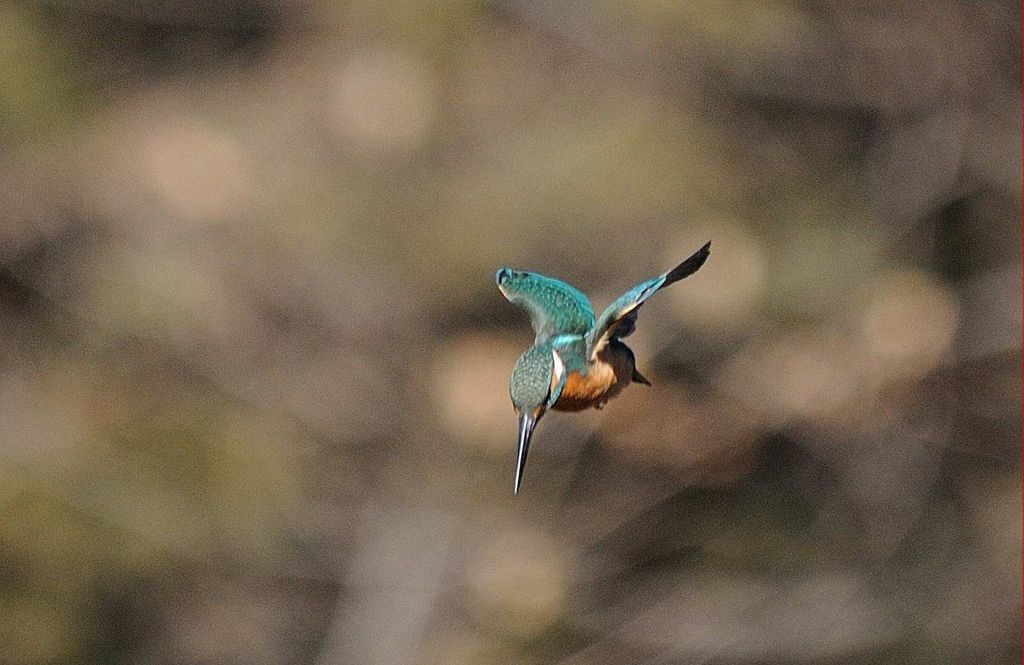 カワセミ ホバリング