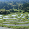 棚田２