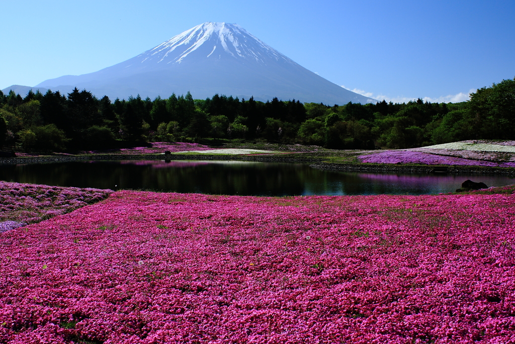 芝桜 