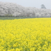 春１