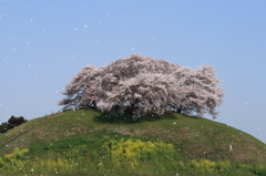 さくら舞う桜