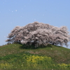 さくら舞う桜