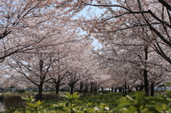 桜トンネル