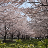 桜トンネル