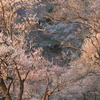 梅輪